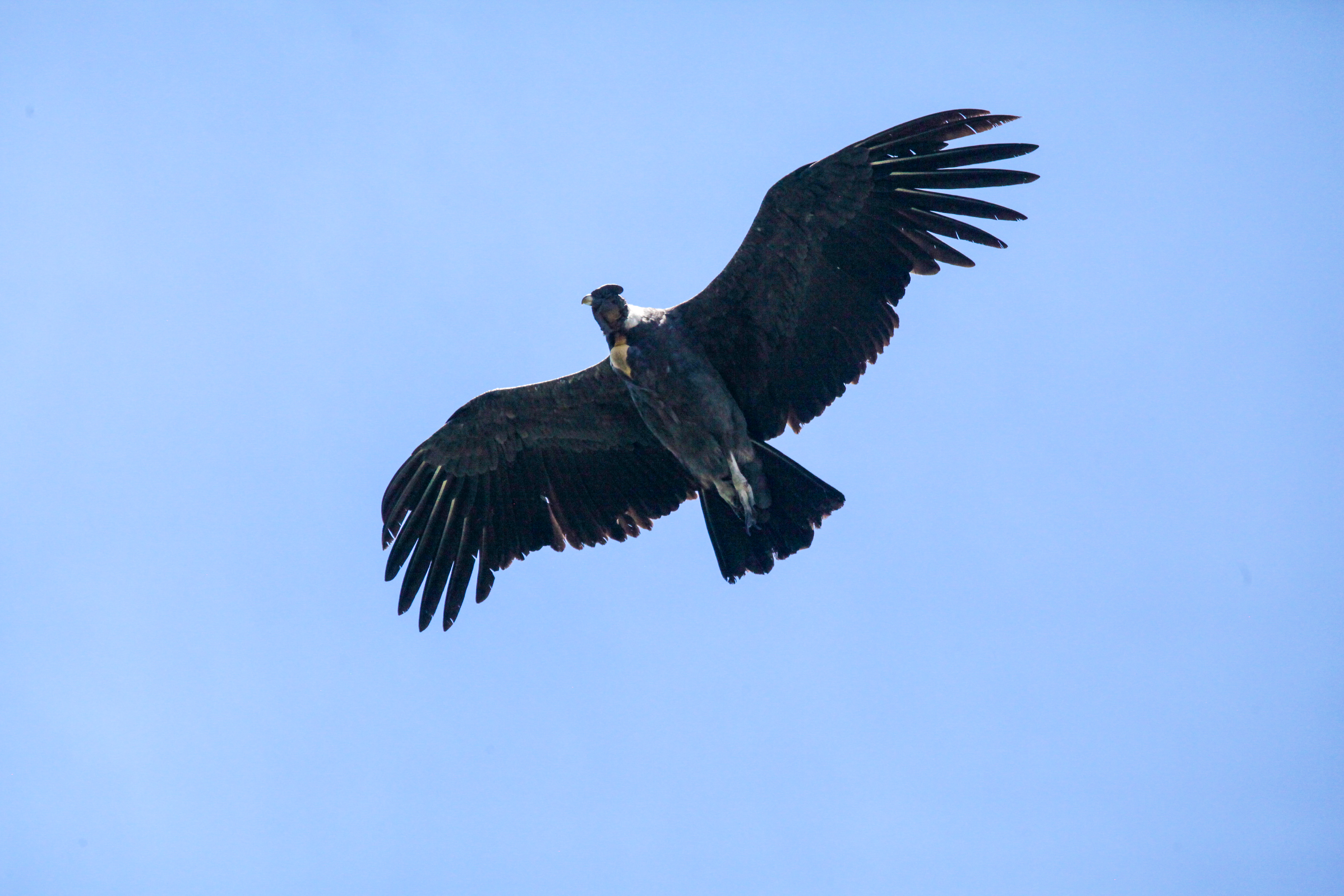 Antisana Condor Observatory Condor