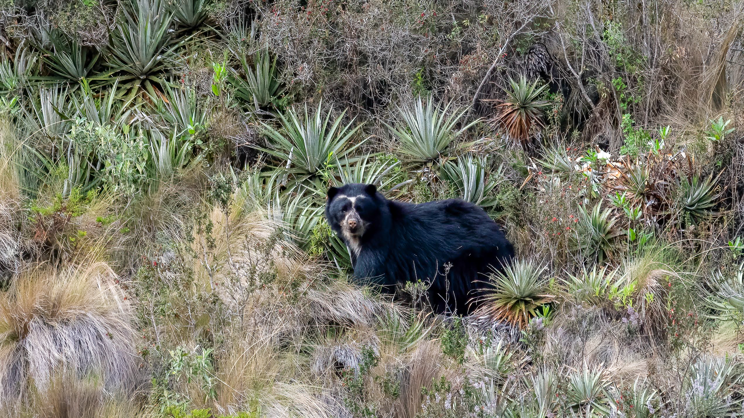 Antisana Condor Observatory Spectacled Bear
